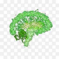 绿色脑形线条图案