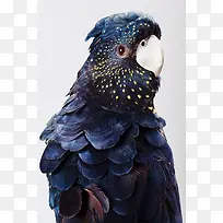 高清蓝色鹦鹉壁纸