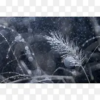 晨曦露水情缘壁纸