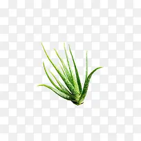 芦荟