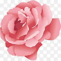芙蓉花装饰设计矢量