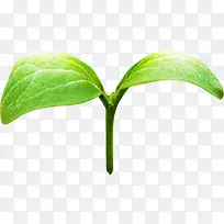 植物萌芽招聘海报