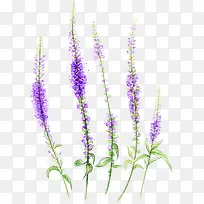 彩绘薰衣草图片素材