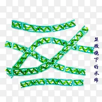 显微镜下的水绵