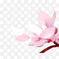 水彩白花右边装饰