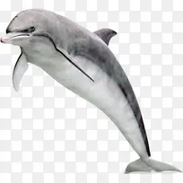 灰色手绘白底海豚素材