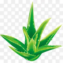 生长的芦荟