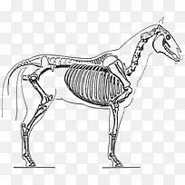 骏马骨骼