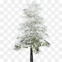 树