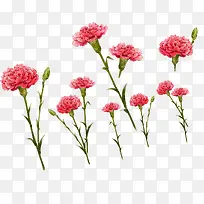 手绘粉色康乃馨