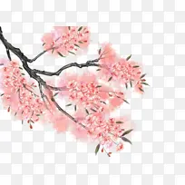 春天樱花树枝绿叶