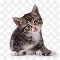蓝猫 俄罗斯猫 胖猫 黑白猫