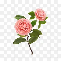 红色的月季花。