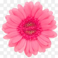 粉色单朵菊花
