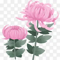手绘粉色的菊花