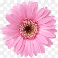 一朵粉色菊花