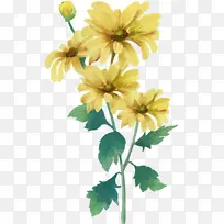 菊花手绘中国风清新唯美元素