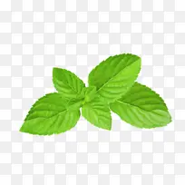 薄荷绿色植物