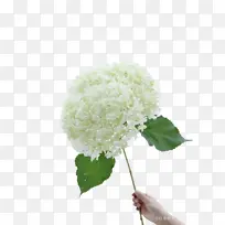 白色 绣球花