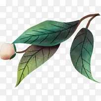 手绘山茶花叶子