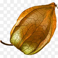 灯笼草果免扣