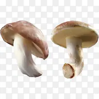 蘑菇 真菌 有毒