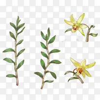 铁皮石斛根茎和花