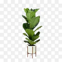 绿色植物和金属花盆
