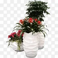 鸿运当头花卉租