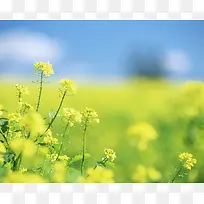 清新，绿色树叶,油菜花