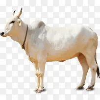乳白色的奶牛