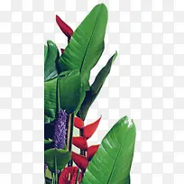 深色绿植叶子