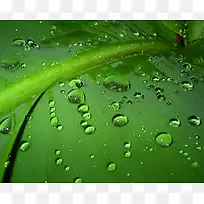 绿叶，水珠,植物,叶子