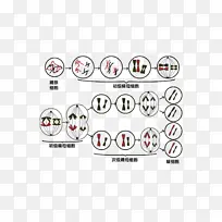 生殖细胞的形成