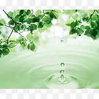 树叶,树木,大