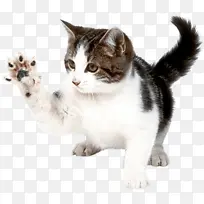 小奶猫伸爪子