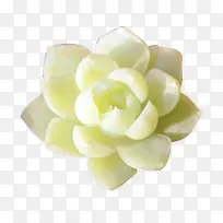 绿植绿植绿植绿植绿植绿植绿植