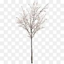 白色腊梅花素材