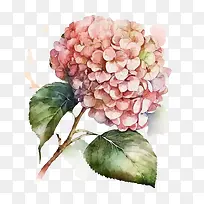 水彩绣球花-水彩绣球花粉红色绣球花
