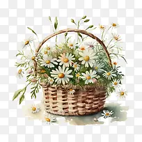 水彩雏菊-水彩雏菊篮子里的雏菊