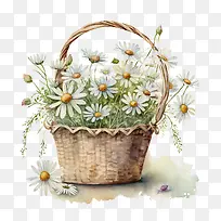 水彩雏菊-水彩雏菊篮子里的雏菊