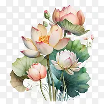 水彩莲花-莲花