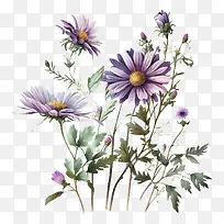 水彩雏菊-水彩花