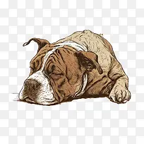 斗牛犬-斗牛犬
