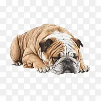 斗牛犬-斗牛犬