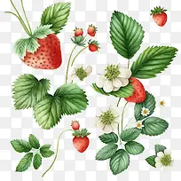 水彩草莓-水彩草莓无缝草莓