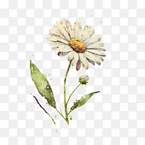 水彩雏菊-水彩花