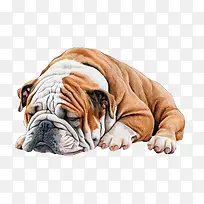 斗牛犬-斗牛犬