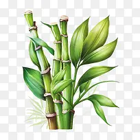 水彩甘蔗-水彩甘蔗绿色甘蔗