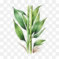 水彩甘蔗-水彩甘蔗绿色甘蔗
